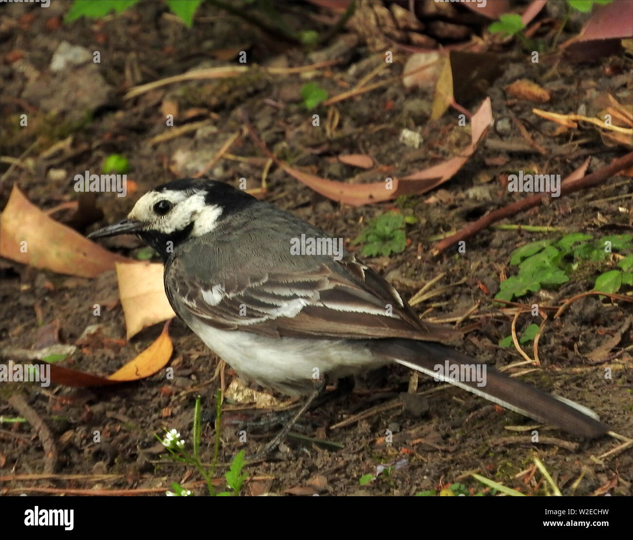 Brutzeit in den Grenzregionen Schottland - Juli 2019 A PIED WAGTAIL trabt durchs Unterholz auf der Suche nach Insekten, ihre Jungen zu füttern. Stockfoto