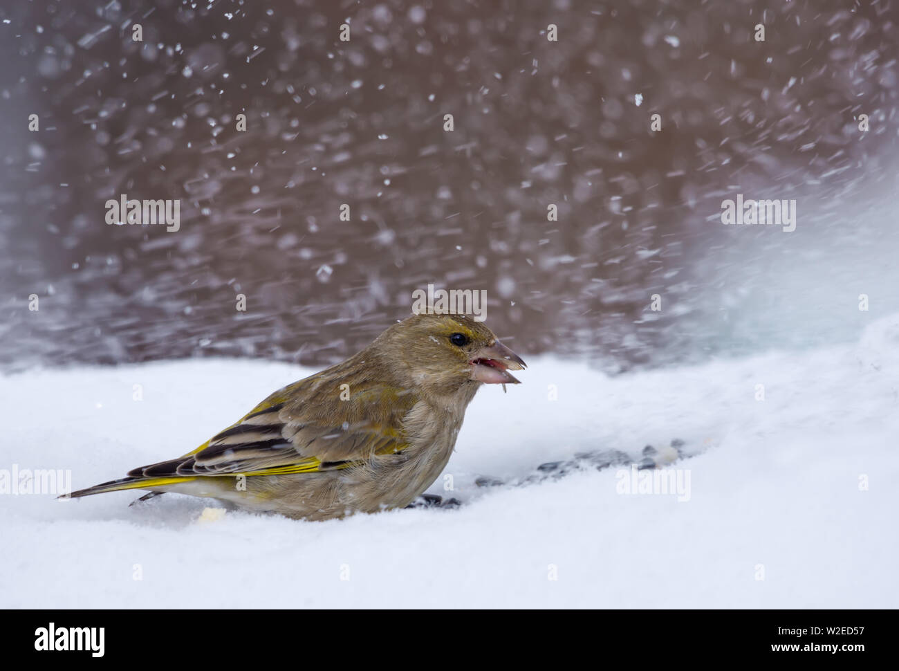 Weibliche Europäische Greeenfinch Feeds auf kalten Schnee in schweren Winter Blizzard Stockfoto