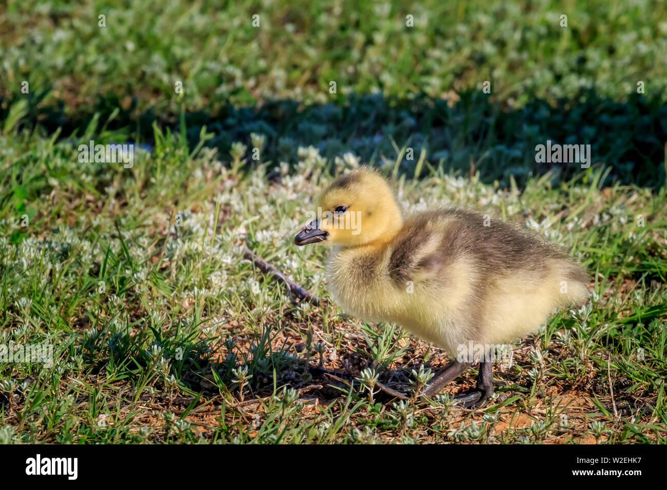 Kanadagans (Branta Canadensis) gosling Stockfoto