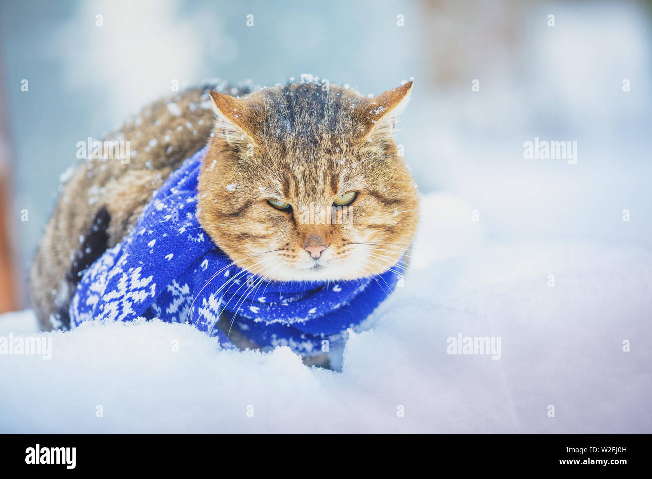 Die Katze trägt Schal im Freien in schneereichen Winter Stockfoto