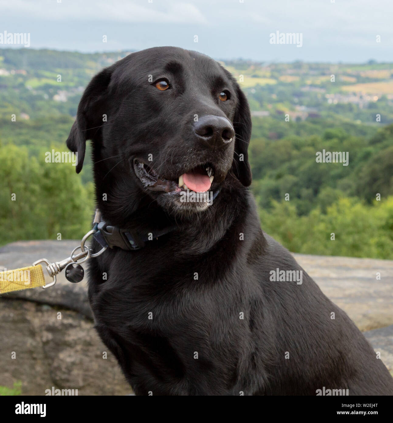 Ein schwarzer Labrador Retriever hautnah. Das Bild wurde am Shipley Glen, Baildon, Yorkshire, England. Stockfoto