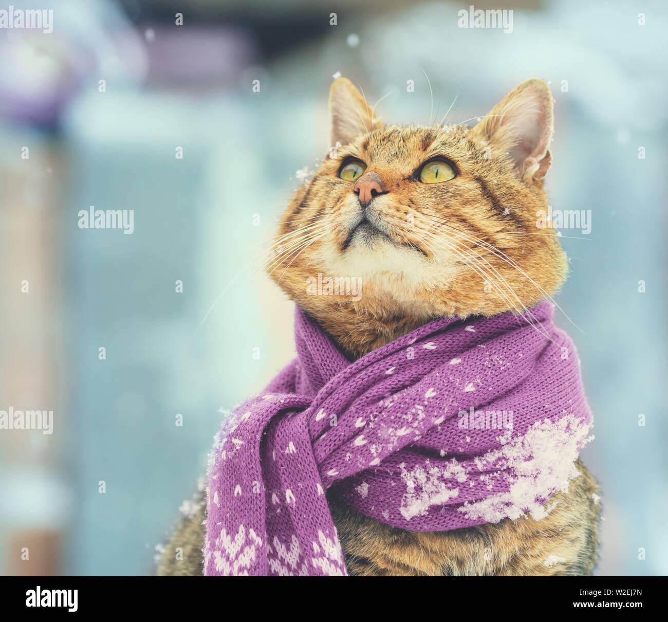 Die Katze trägt Schal im Freien in schneereichen Winter Stockfoto