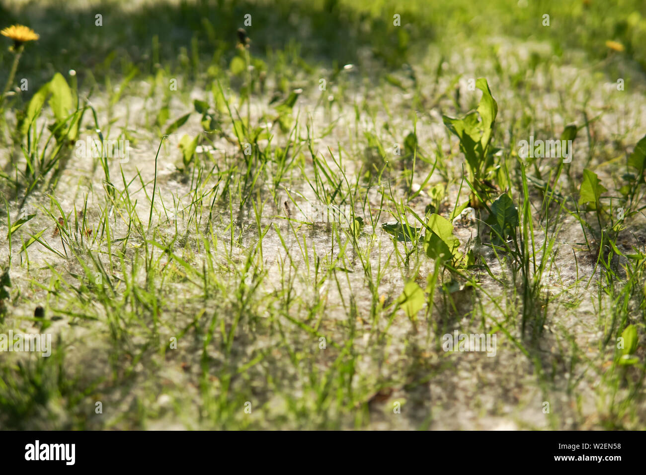 Weißer Flaum liegt auf dem grünen Rasen. Konzept pappel Allergie. Flauschige Baum samen Pappel. Die Vervielfältigung von Bäumen. Stockfoto