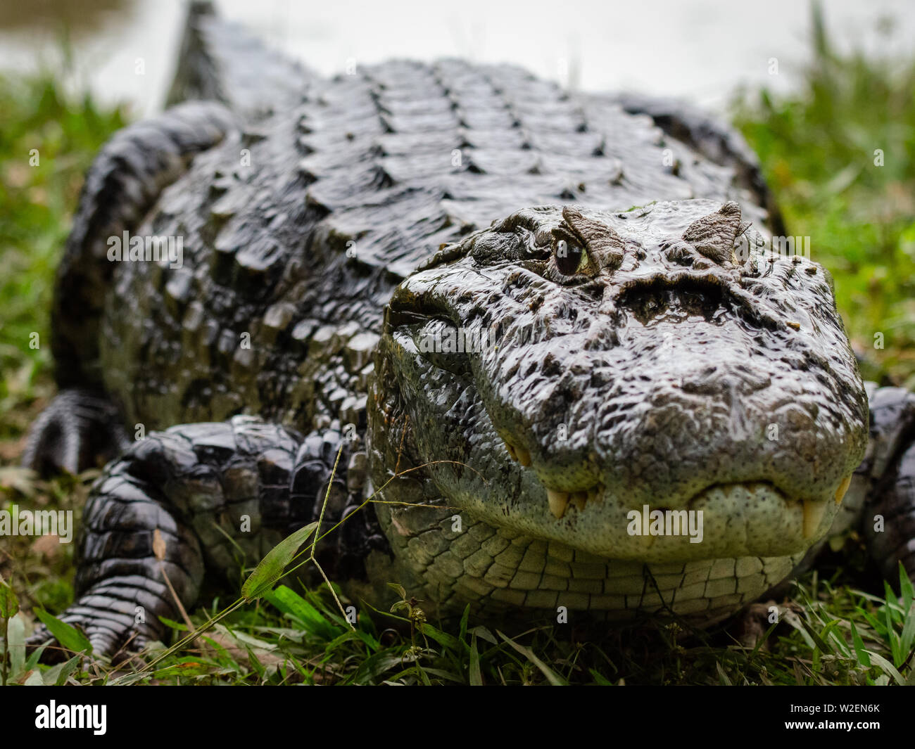 Ein cayman Portrait Stockfoto
