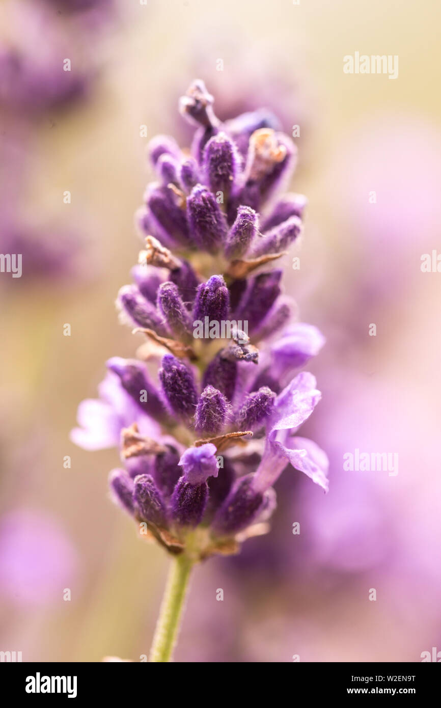 Close up Ohr von Lavendel Lila aromatischen Blüten im lavendelfeld im Sommer Stockfoto