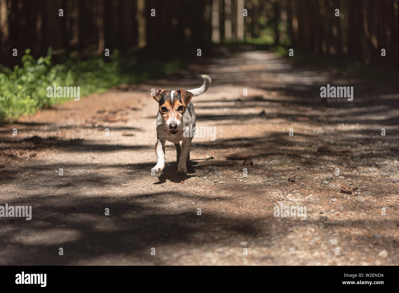 Wenig gehorsam Jagd Hund läuft in den Wald auf einem Pfad. Stockfoto