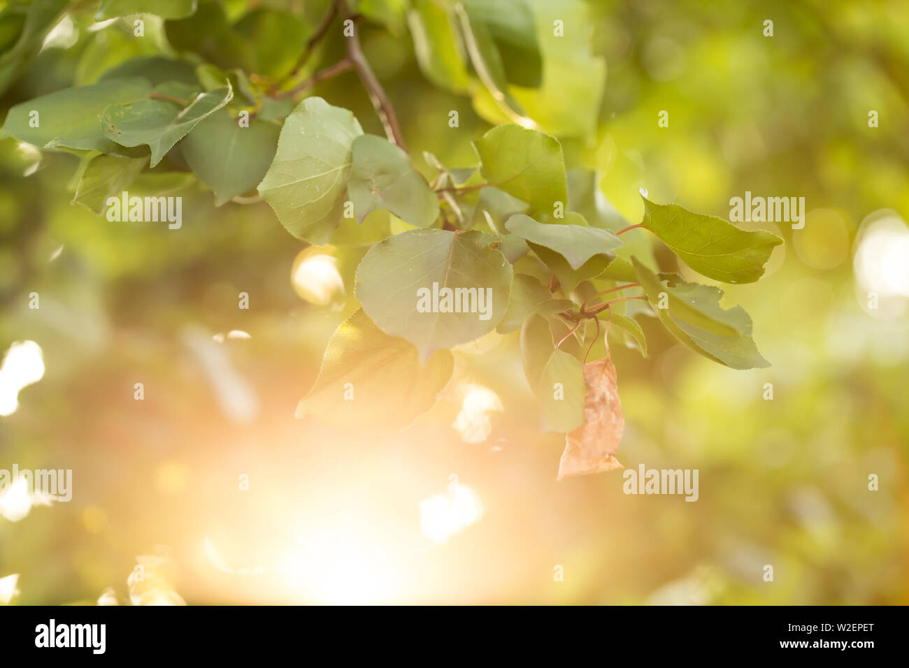Zweig der Aprikosenbaum. Blick auf Zweig der Aprikosenbaum während der Goldenen Stunde. Stockfoto