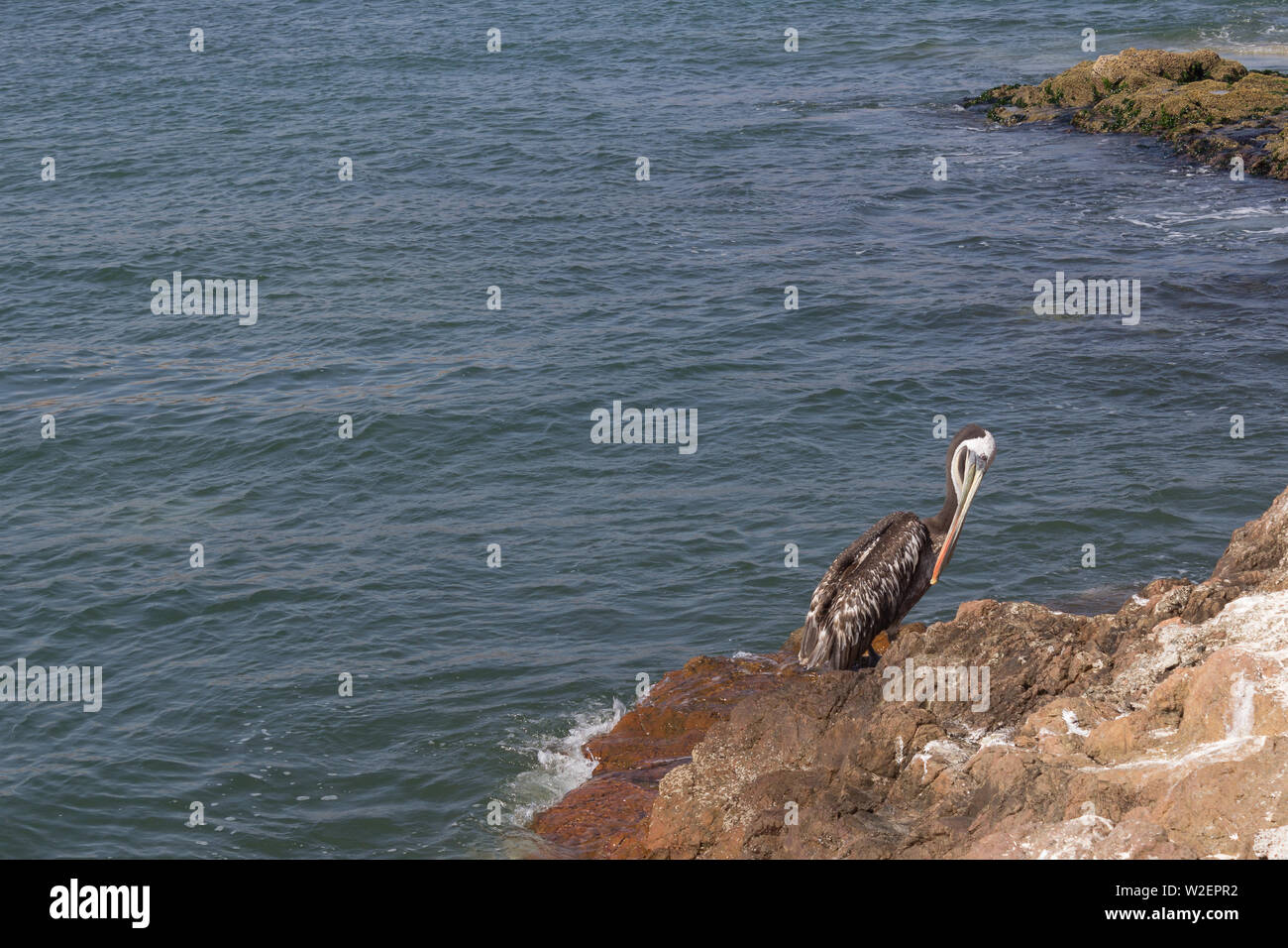 Pelikan in der paracas National Reserve Stockfoto