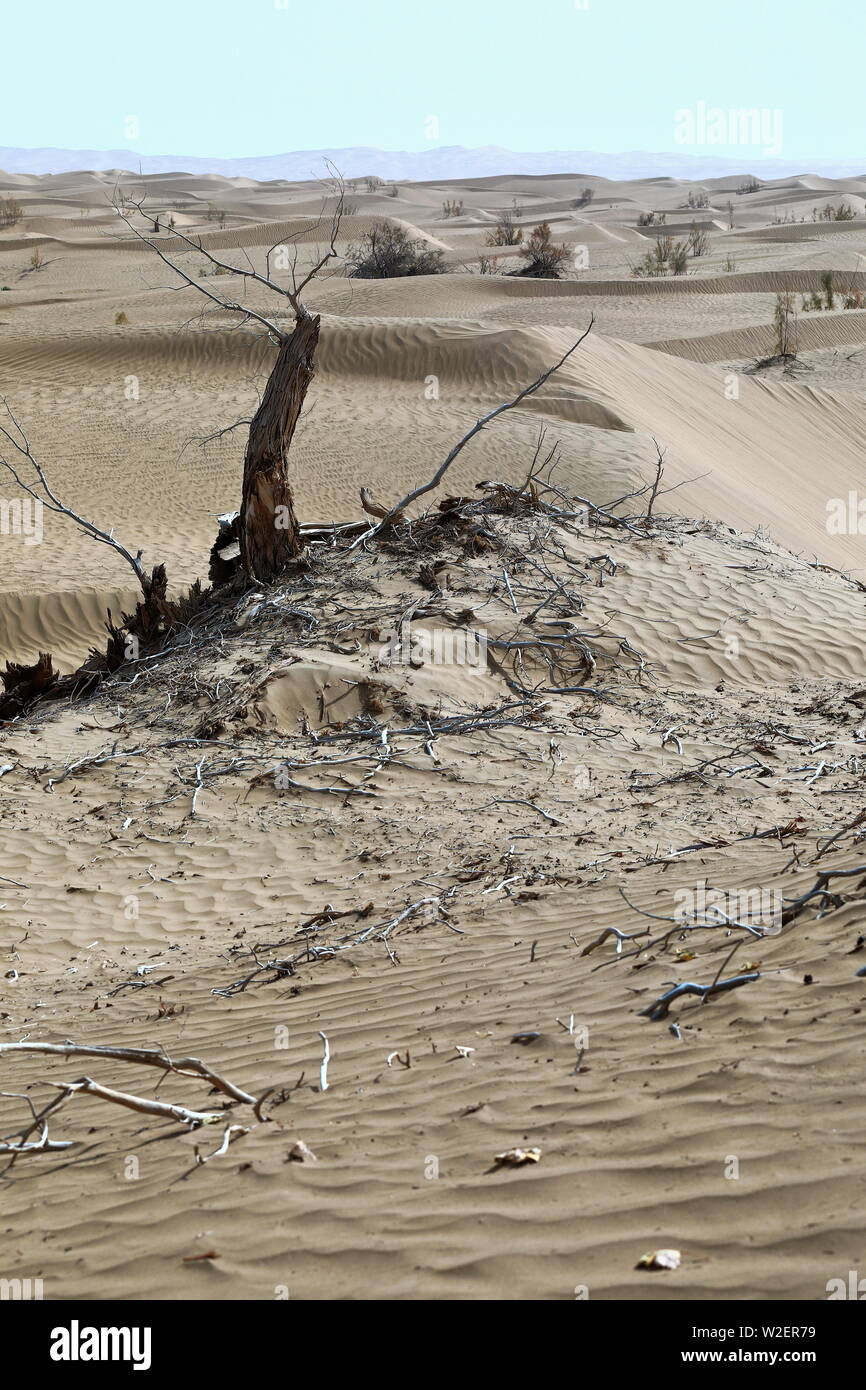 Trockener Wüstenpappel-Populus euphratica Baum und tmariske Sträucher. Taklamakan Desert-Xinjiang-China-0307 Stockfoto