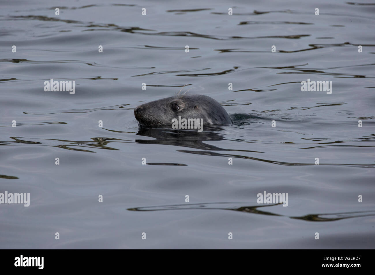 Atlantic Kegelrobbe Halichoerus grypus heben den Kopf über Wasser in die Nordsee auf der nord-östlichen Küste von England, Großbritannien Stockfoto