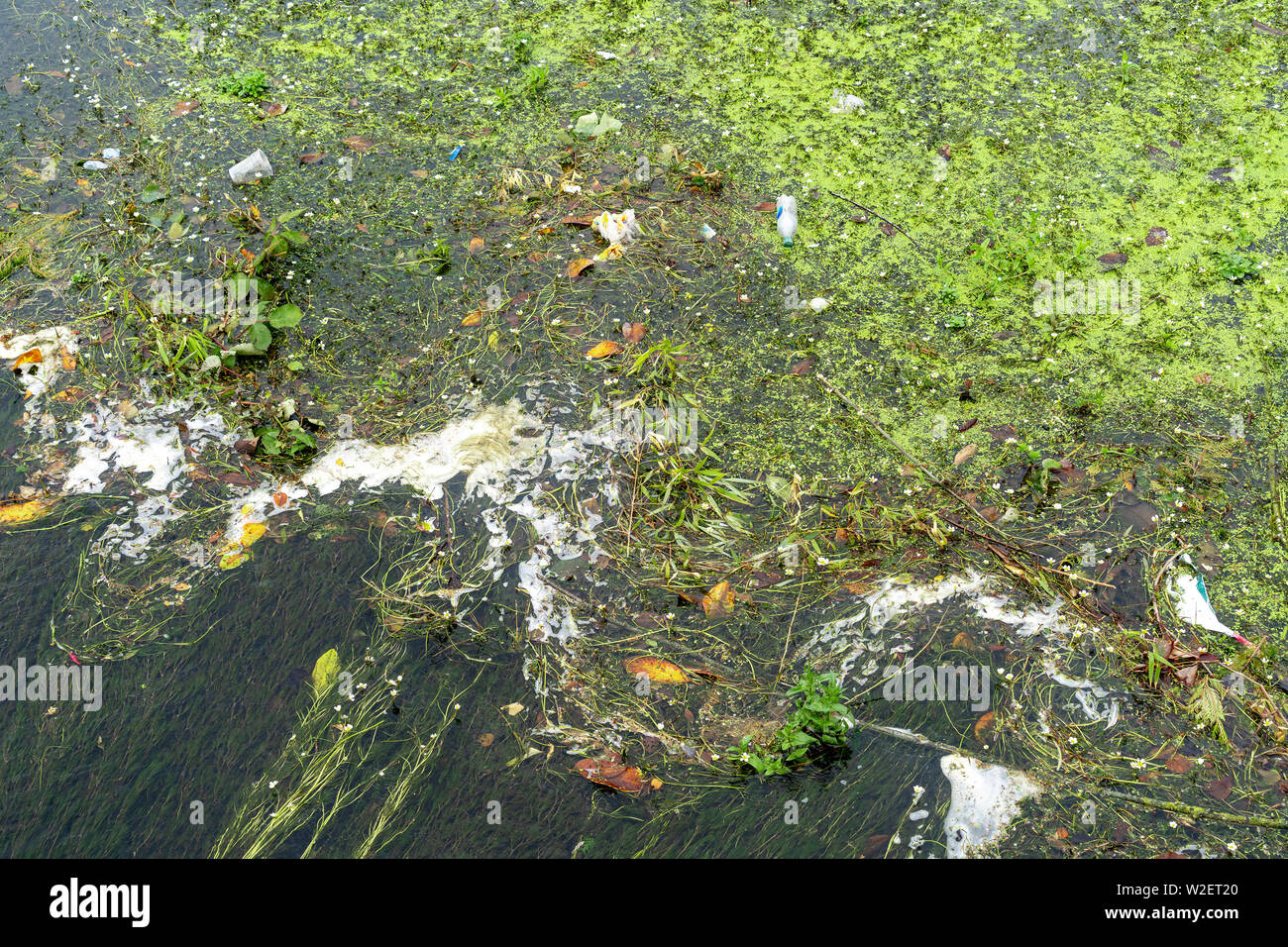 Fluss Unkraut Nahaufnahme Stockfoto