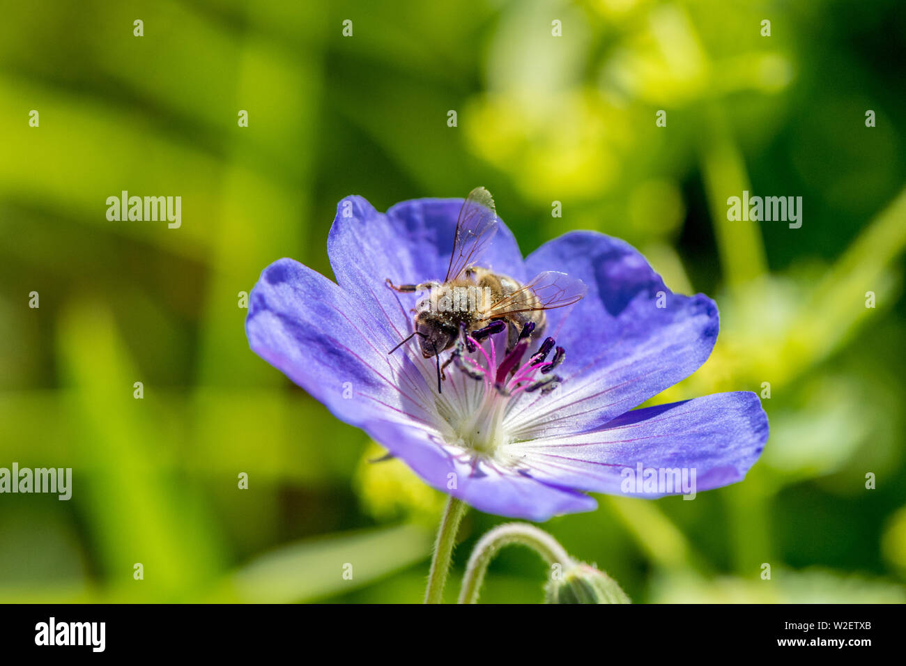 Honig Biene sammelt Nektar von einer Wiese Cranesbill Blume. Stockfoto