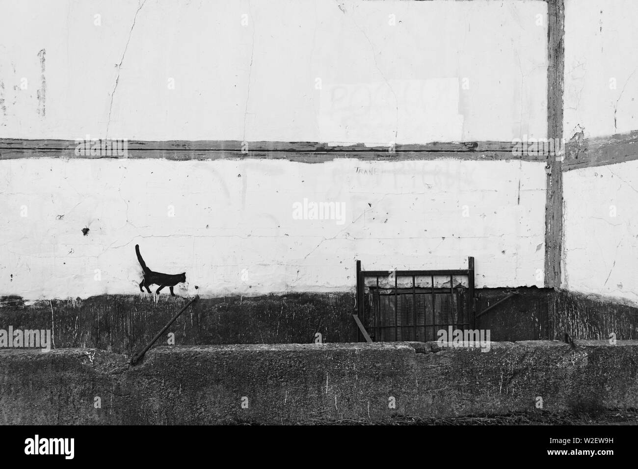 Realistisches Bild einer schwarzen Katze auf der Mauer Apartment House Stockfoto