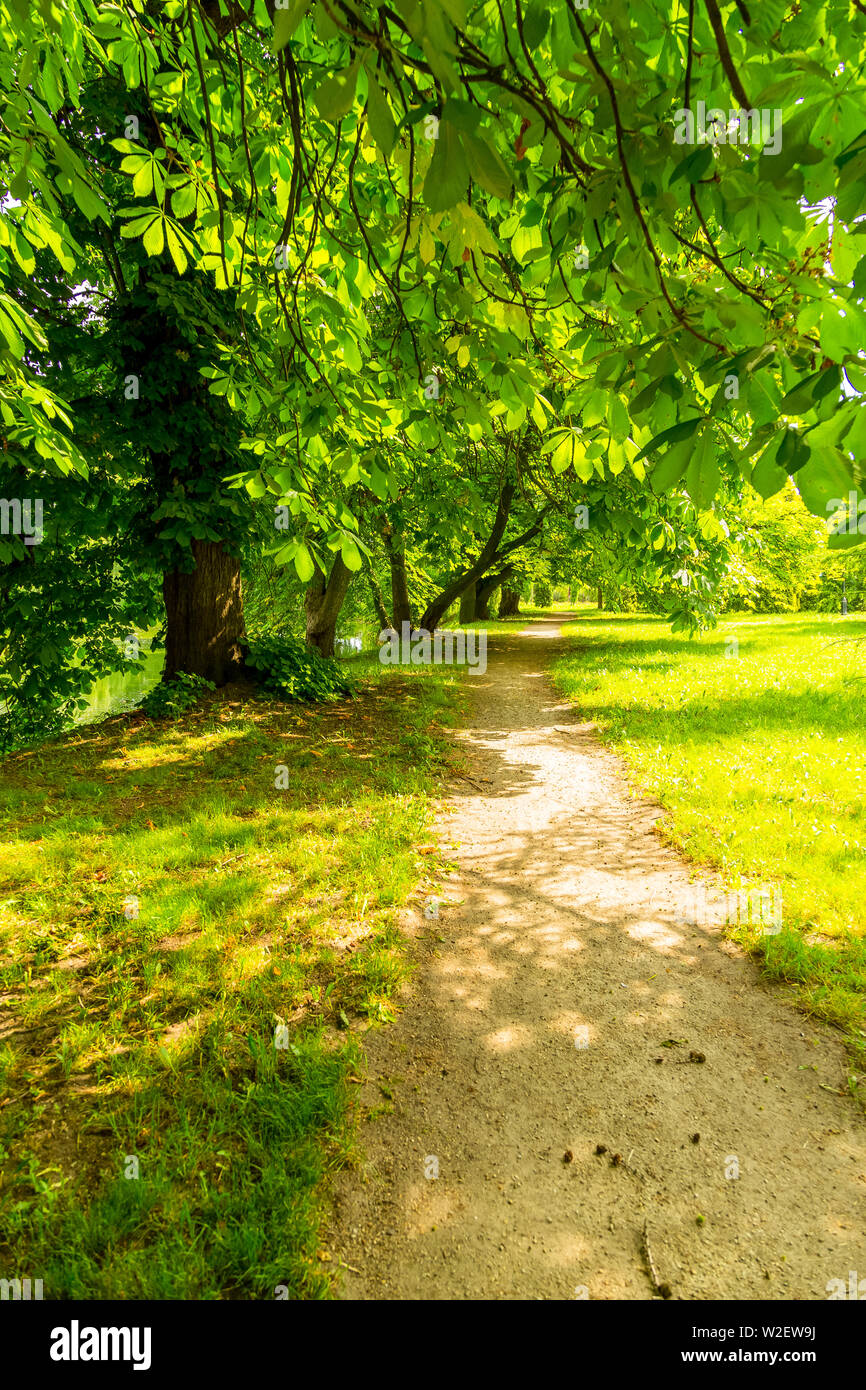 Kastanien Allee im Park bei Sonnenuntergang Stockfoto