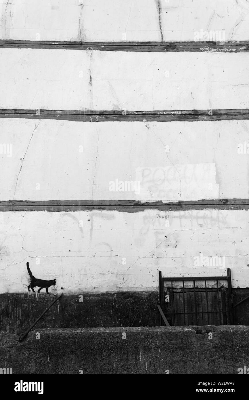 Realistisches Bild einer schwarzen Katze auf der Mauer Apartment House Stockfoto