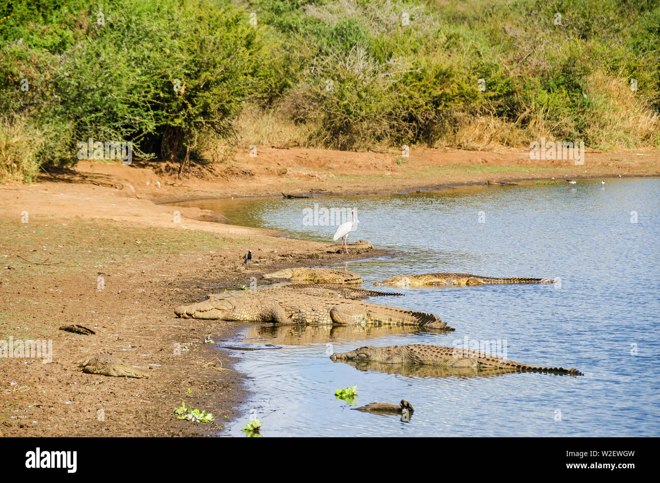 Nil Krokodile (Crocodylus niloticus) und Afrikanischer Löffler (Platalea alba) am Ufer des Sabie Flusses, eines der artenreichsten Ri Stockfoto