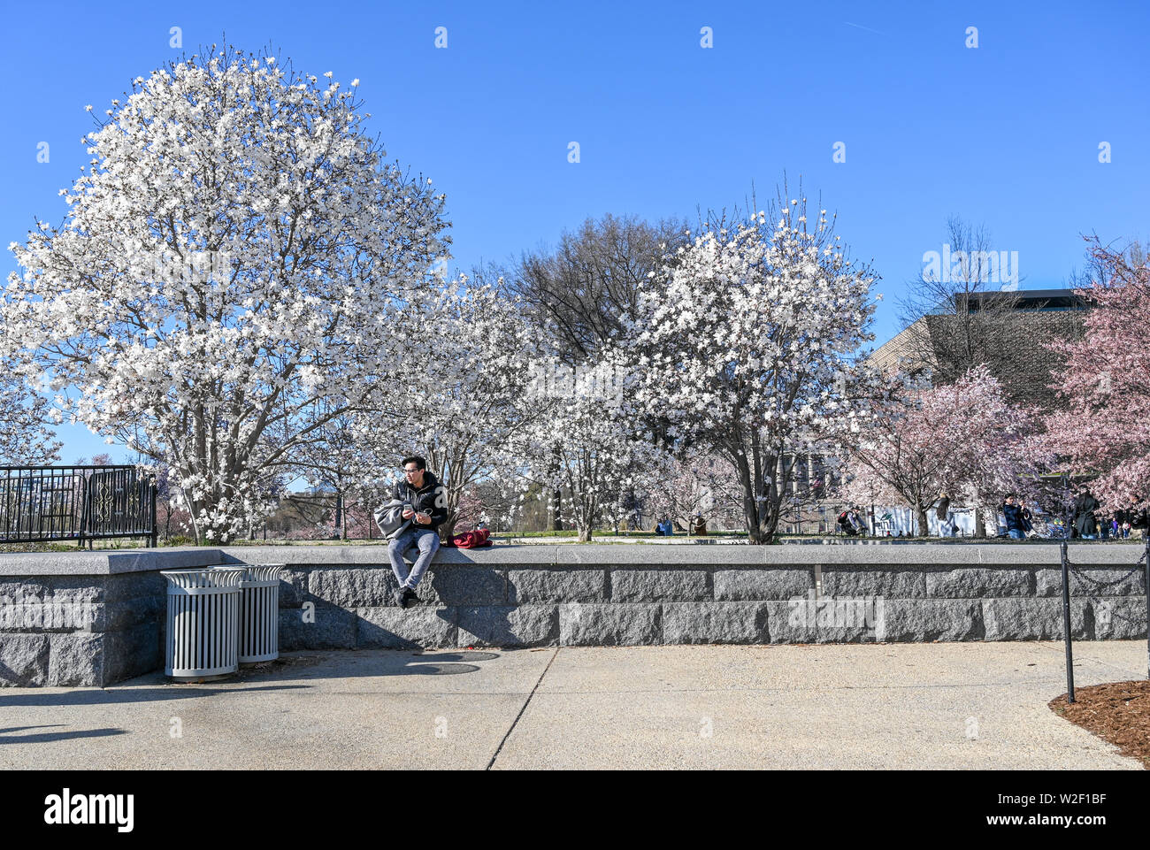 Touristische entspannt in die National Mall in den frühen Phasen des National Cherry Blossom Festival in Washington DC. Stockfoto