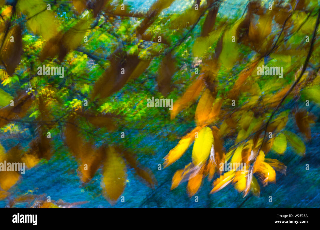 Kastanien - CASTANO (Castanea sativa), Ambroztal, Cáceres, Extremadura, Spanien, Europa Stockfoto