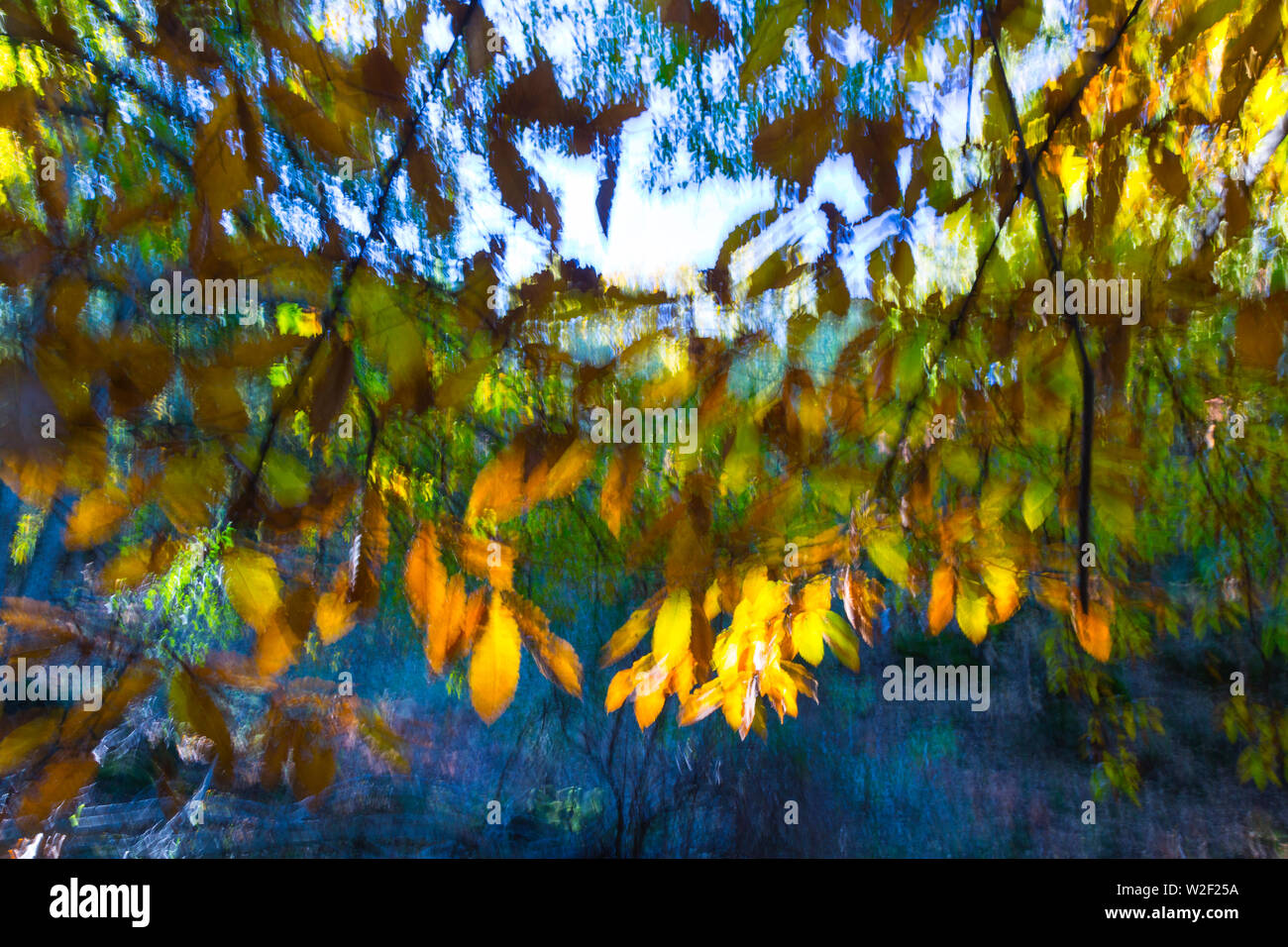 Kastanien - CASTANO (Castanea sativa), Ambroztal, Cáceres, Extremadura, Spanien, Europa Stockfoto