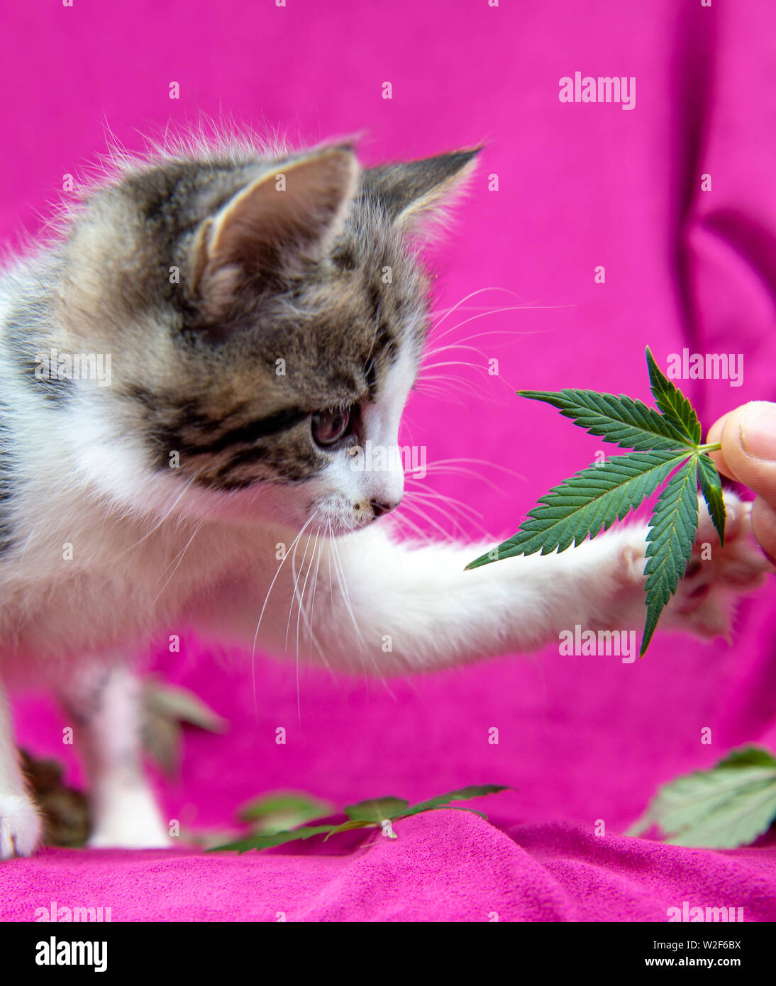 Kleine Katze einen Geruch von Cannabis leaf auf rosa Hintergrund, Marihuana für Haustiere Konzept Stockfoto