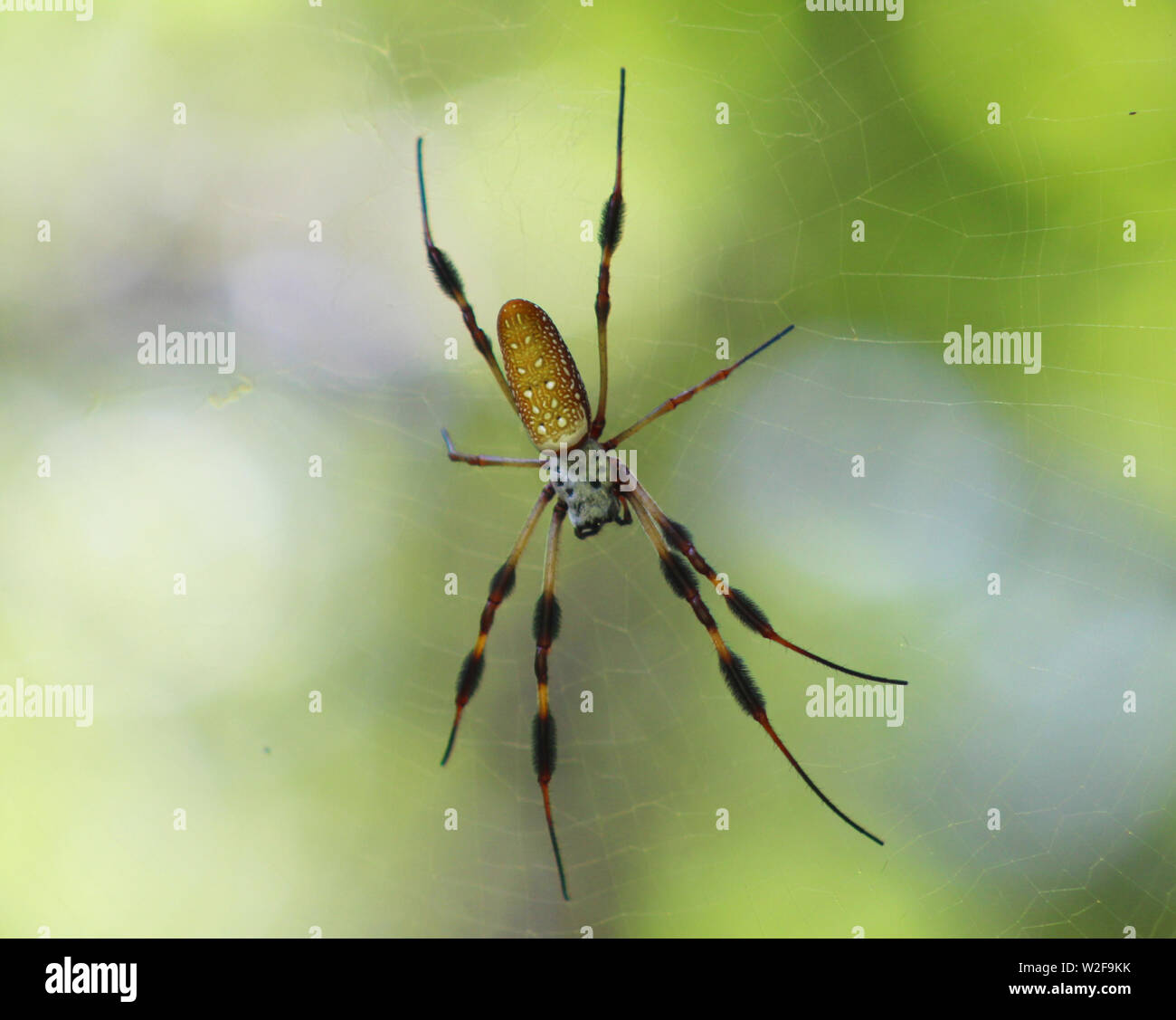 Nephila Clavipes - Bananenspinne Stockfoto