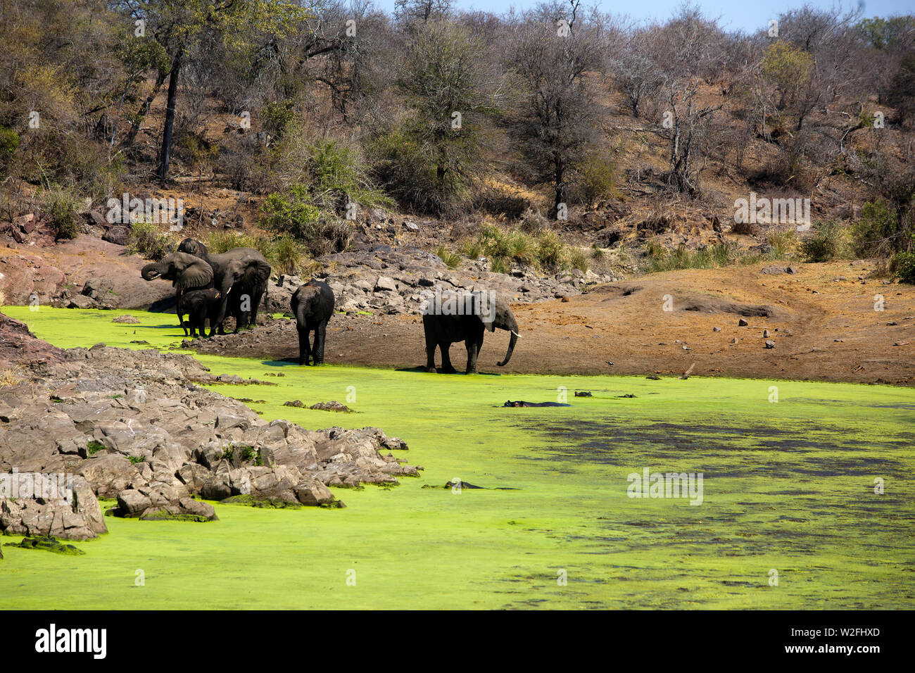Elefanten bei der sweni River, Krüger Nationalpark, Südafrika Stockfoto