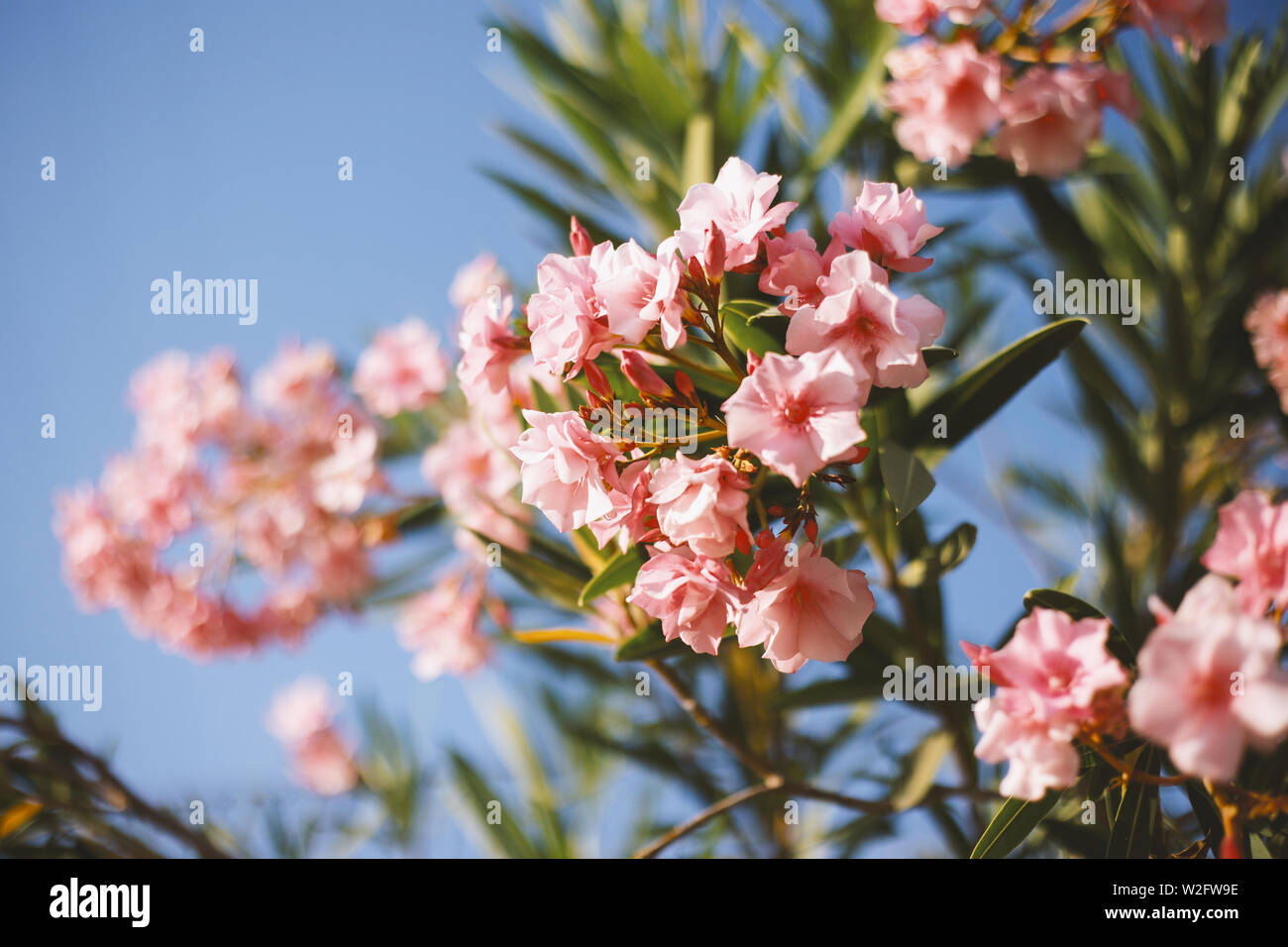 Schöne rosa Oleander (Nerium oleander) Blumen und grüne Blätter auf einem blauen Himmel Hintergrund. Stockfoto