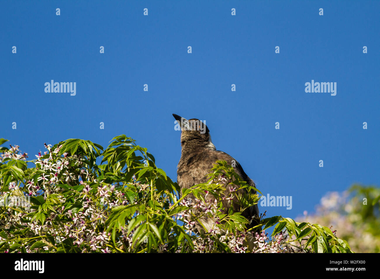 Australische magpie Jugendlicher auf Baum mit blauen Himmel Hintergrund Stockfoto