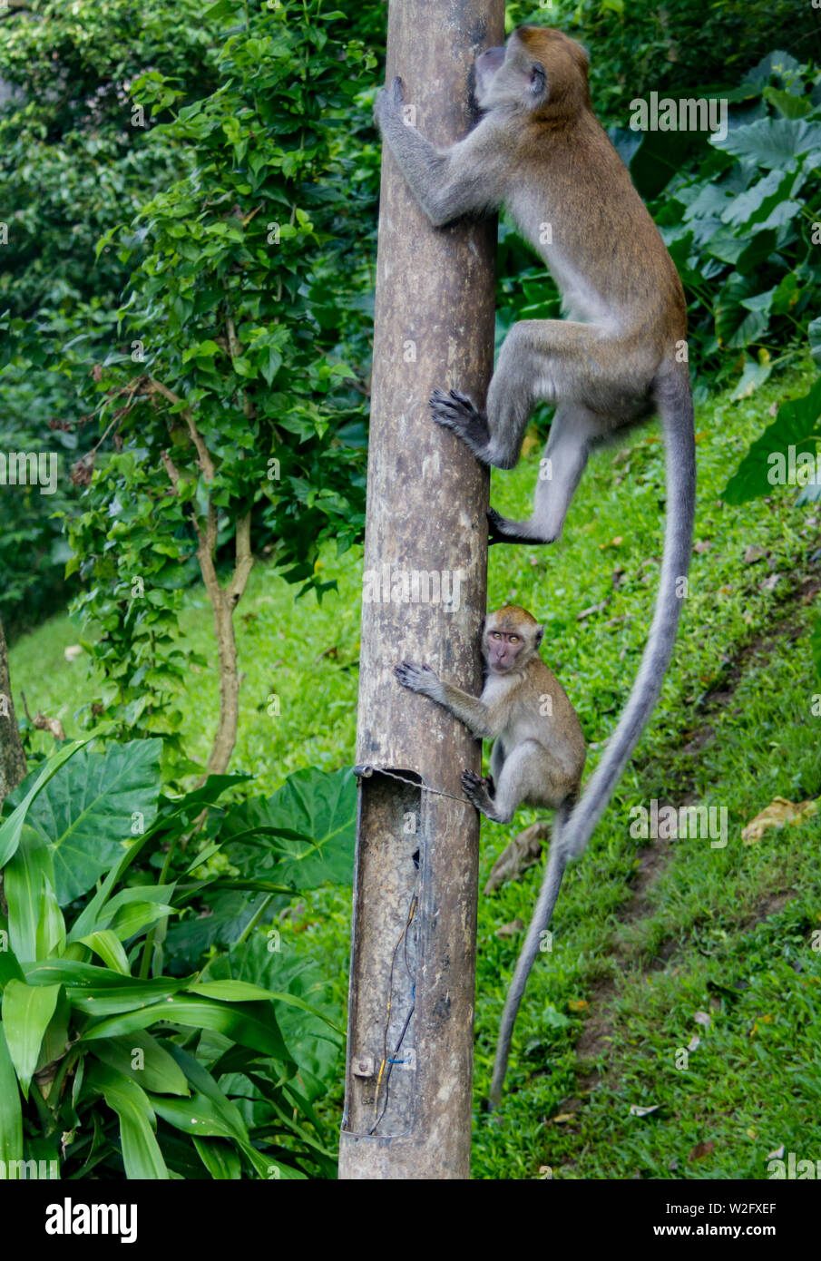 Mutter und Kind macaque Affen am Batu Höhlen, Kuala Lumpur, Malaysia Stockfoto