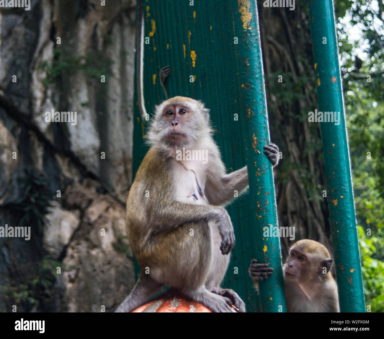 Mutter und Kind macaque Affen am Batu Höhlen, Kuala Lumpur, Malaysia Stockfoto