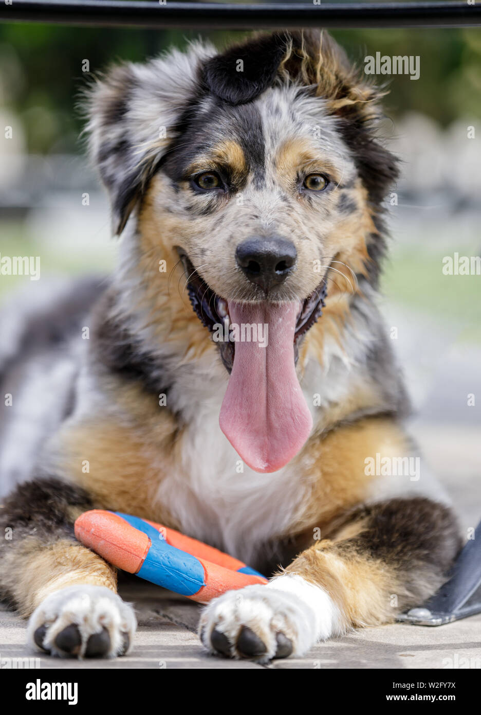 Australian Shepherd Hündin Welpe ruht mit Spielzeug. Stockfoto