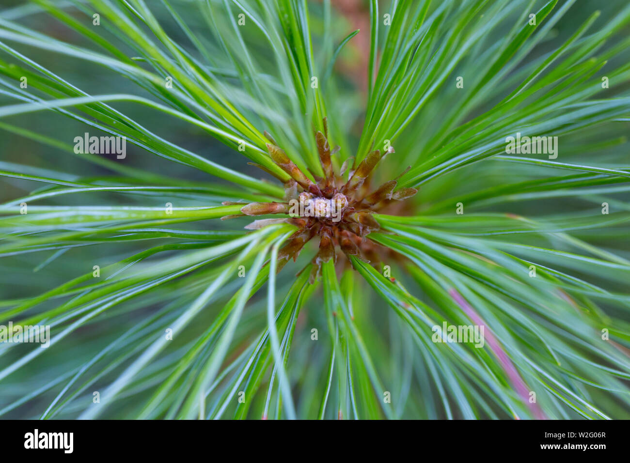 Makro Bild eines amerikanischen Red Pine Stockfoto