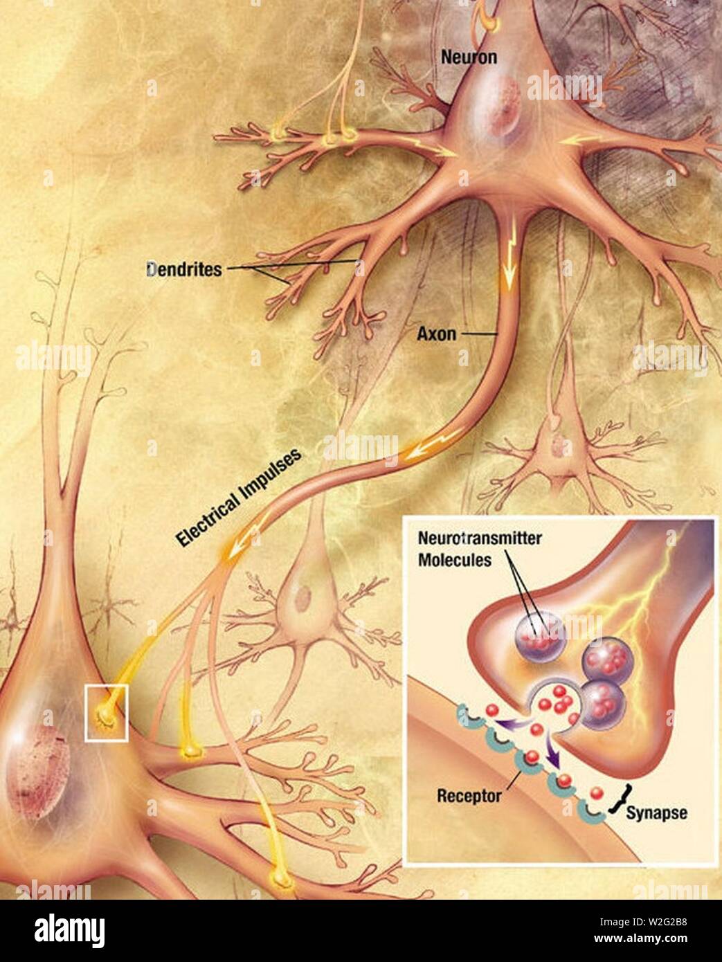 Chemische synapse Schema abgeschnitten. Stockfoto