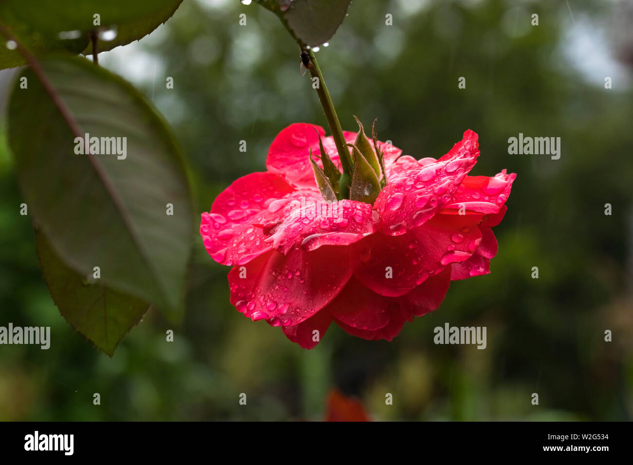 Schöne Rose Blume mit Wassertropfen im Garten nach Regen. Stockfoto