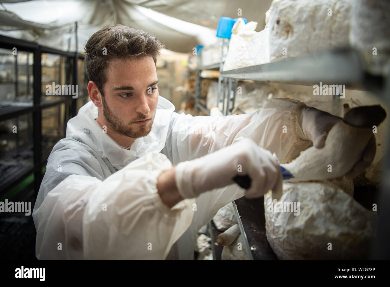 25. Juni 2019, Belgien, Brüssel: Axel, Mitarbeiter der Brüsseler Start-up-Unternehmen "Le Champignon de Bruxelles', ernten Kräuter Pilze im u-Produktion Zimmer in Anderlecht. Das Unternehmen pflegt Pilze für den Gourmet in der belgischen Hauptstadt auf Ökologische Abfallwirtschaft. (Dpa' Gourmet Pilze aus unterirdischen Hallen") Foto: Arne Immanuel Bänsch/dpa Stockfoto