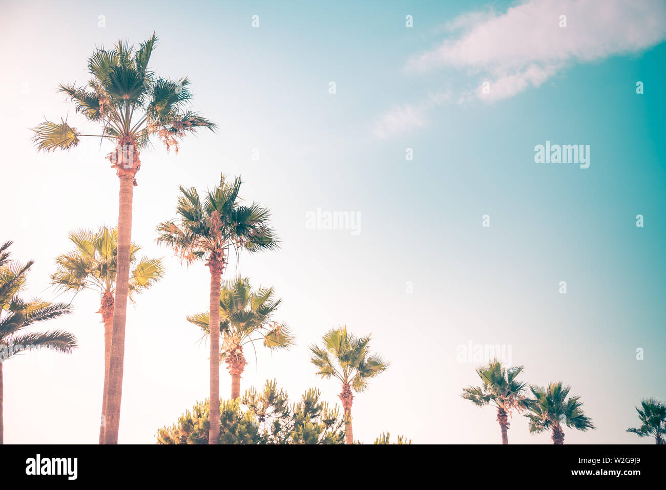 Palmen unter den Strahlen der Sommersonne. Stockfoto
