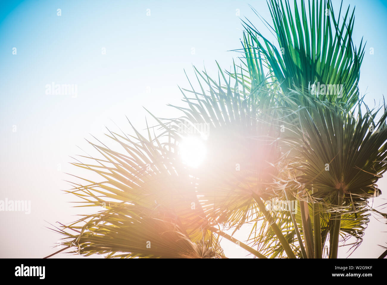 Palmen unter den Strahlen der Sommersonne. Stockfoto