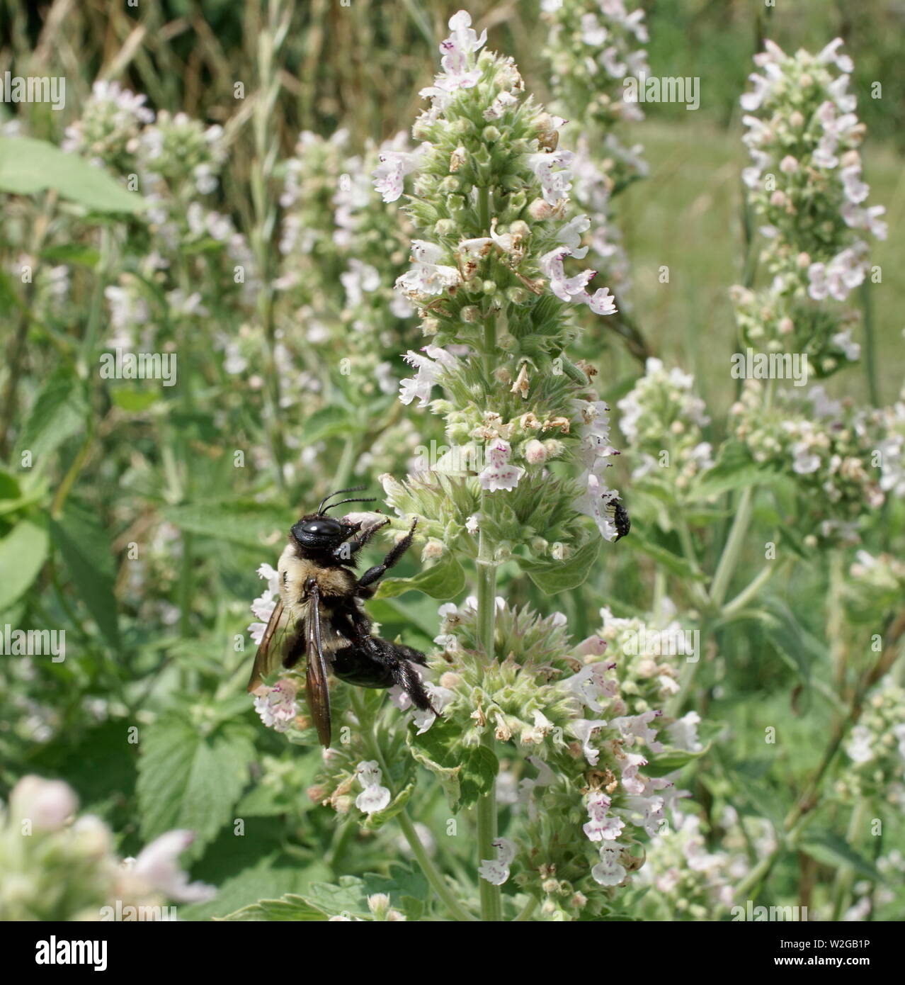 Biene auf Minze Pflanzen Blumen Stockfoto