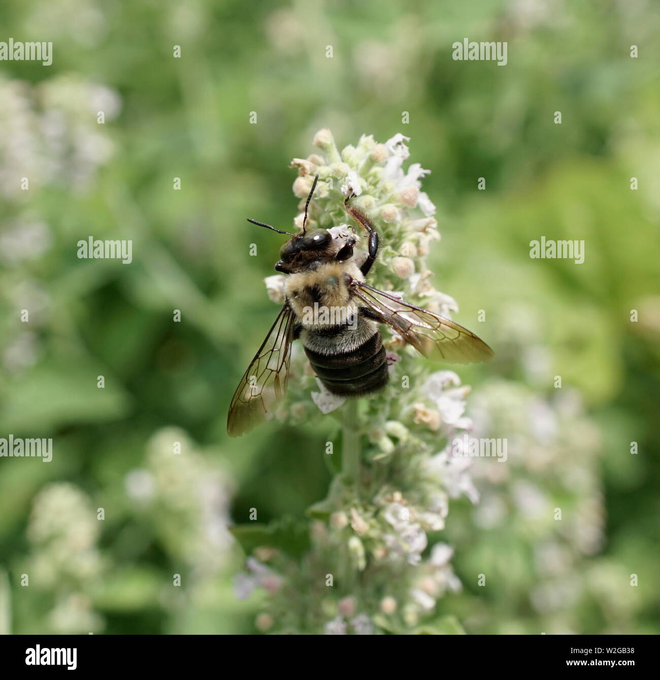 Biene auf Minze Pflanzen Blumen Stockfoto