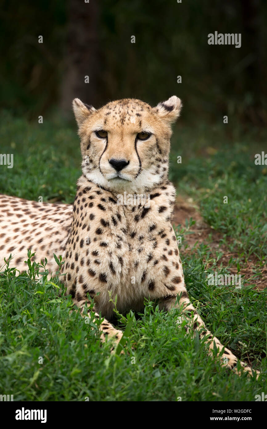 Cheetah ein Porträt Stockfoto