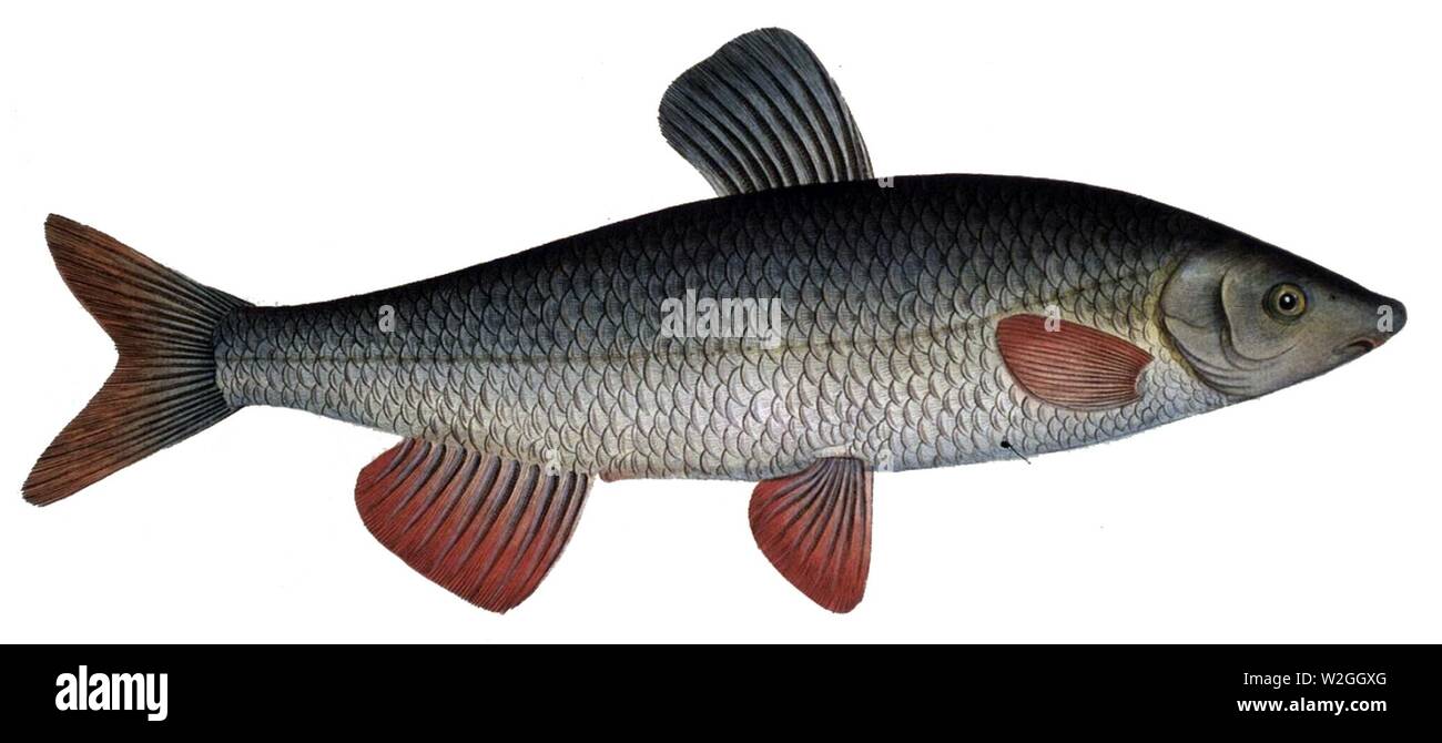 Chondrostoma Fotos und Bildmaterial in hoher Auflösung Alamy