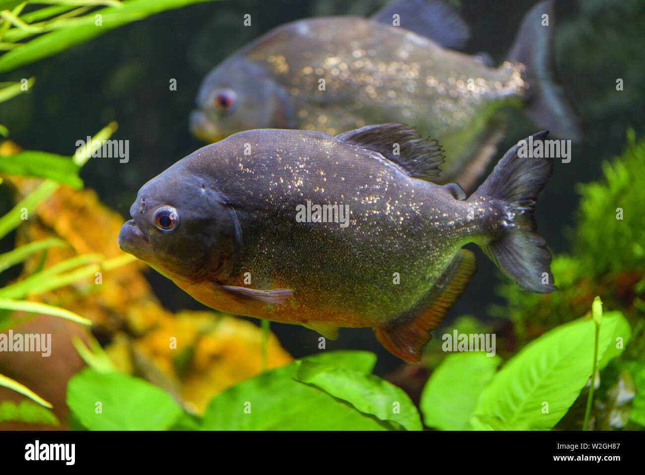 Räuberische piranha Fische schwimmen in einem transparenten Aquarium in einer Tierhandlung. Horizontale Fotografie Stockfoto
