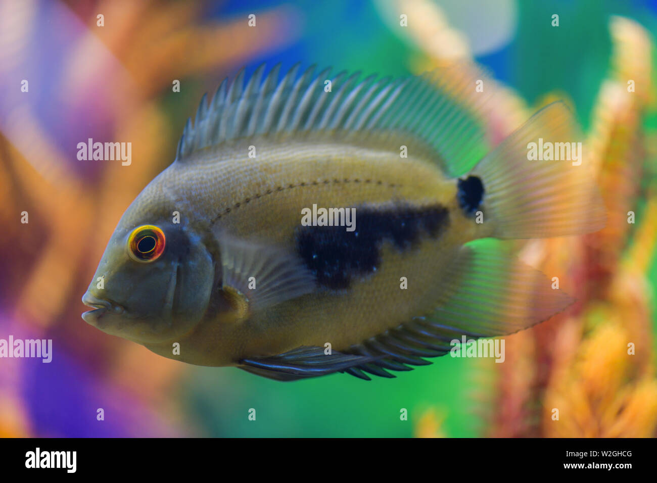 Uaru amphiacanthoide schwarz-gefleckte Fisch schwimmt in einem transparenten Aquarium mit einem schönen hellen Design Stockfoto
