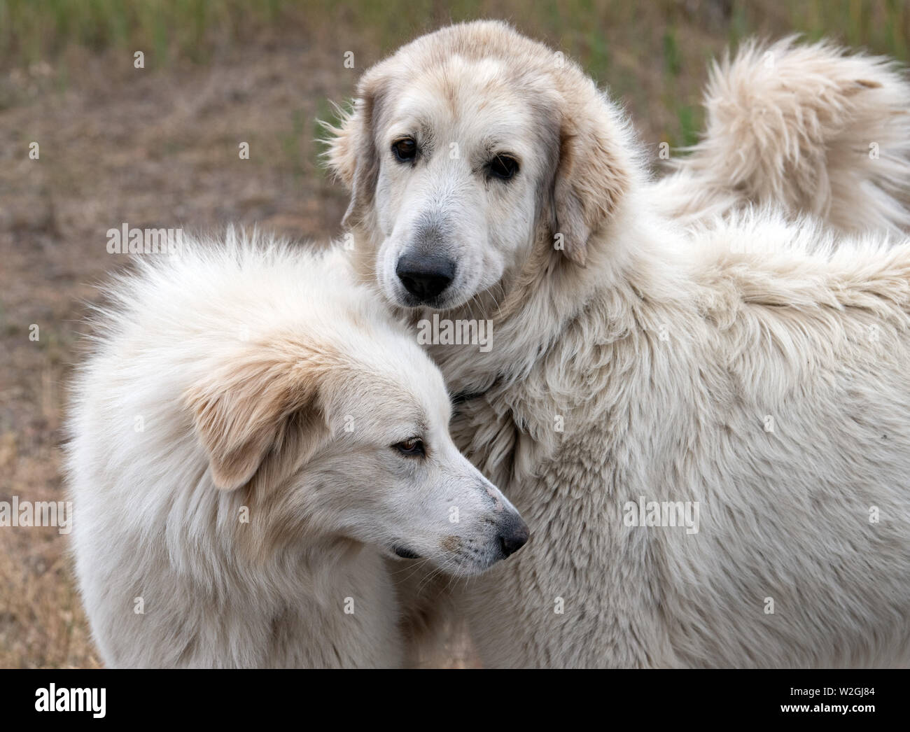 Pyrenäische Berghunde Stockfotos und -bilder Kaufen - Alamy