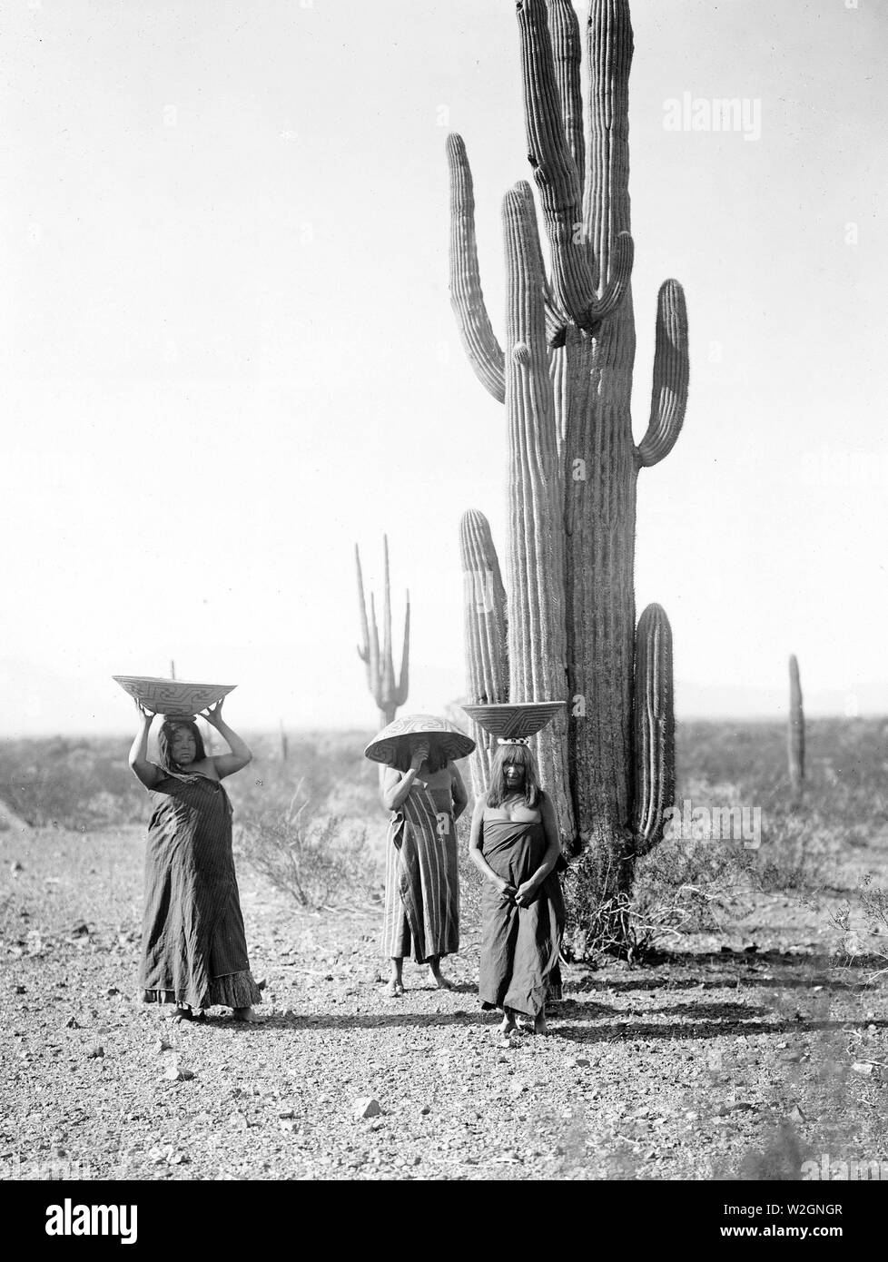 Edward S. Curits Native American Indians - Drei Maricopa indische Frauen mit Körben auf dem Kopf, von Saguaro Kakteen stehen, das Sammeln von Früchten. 1907 Stockfoto