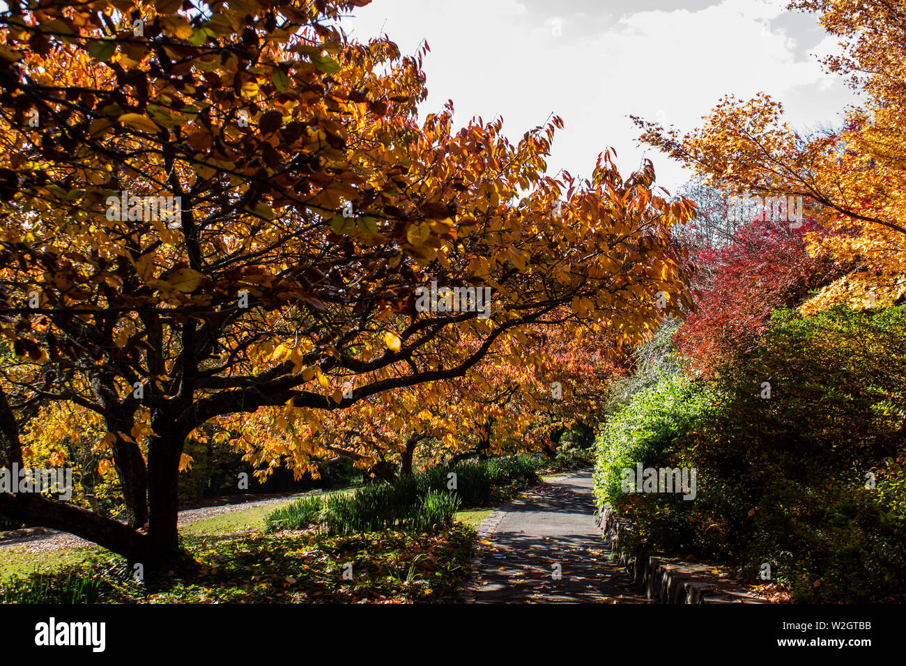 Herbst Herbst goldene Blätter in Orange, Gelb und Rot im Garten mit gewundenen Pfad in Stein Stützmauer um grüne Rasen umrandete Stockfoto