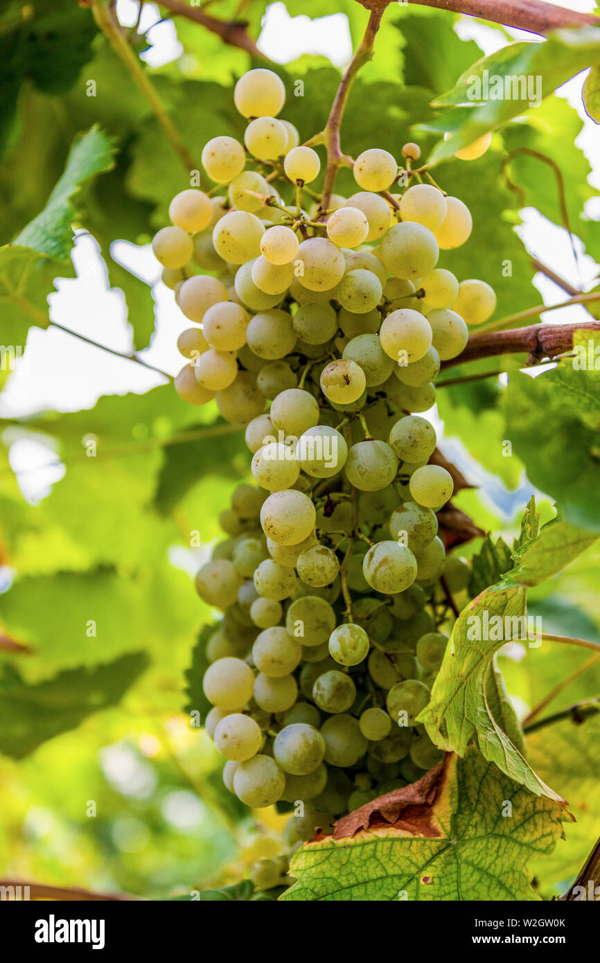 Italien Venetien Azienda Vinicola - Valdobbiadene - Ernte - Dobladino Wein Stockfoto