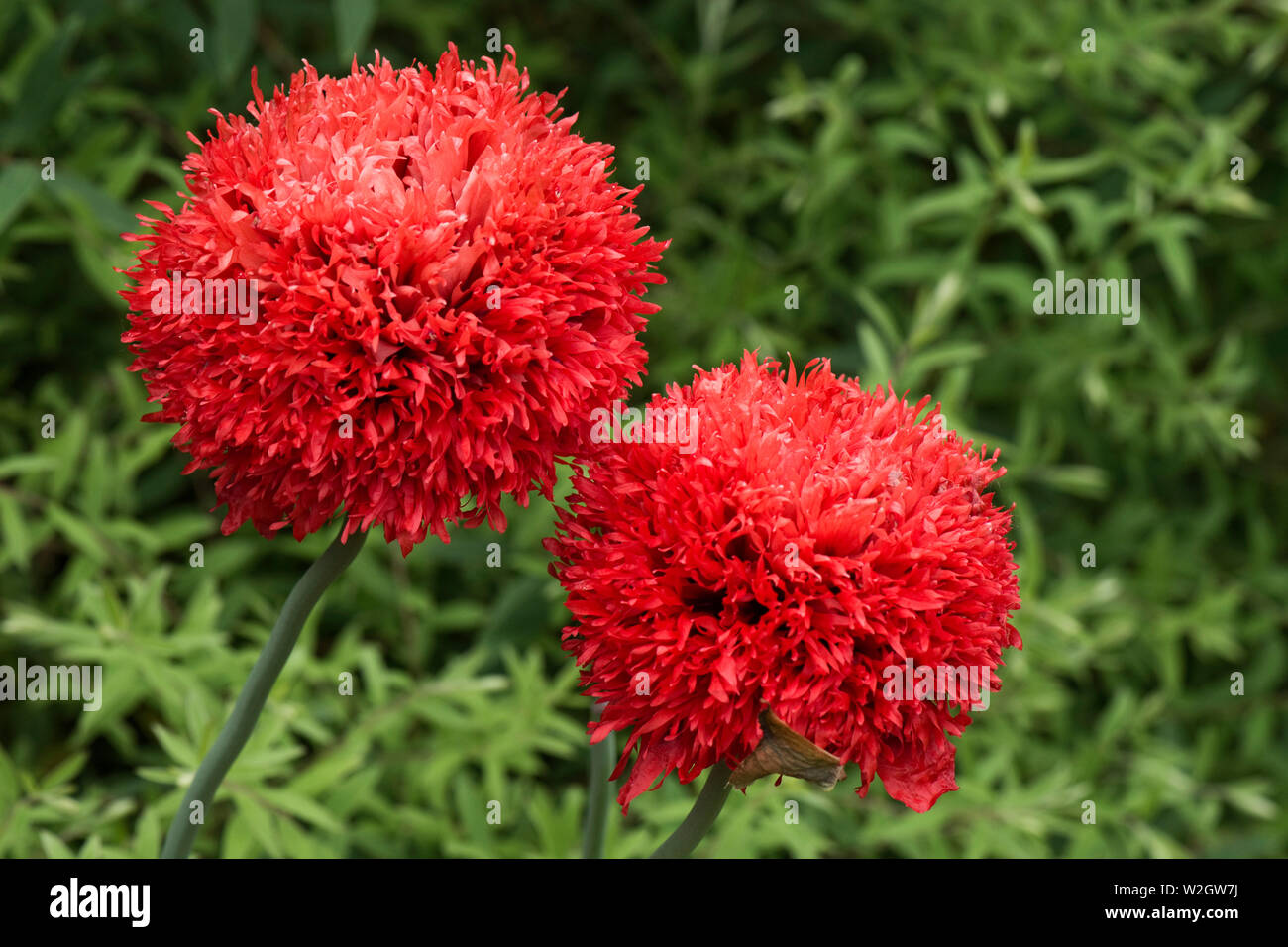 Roten pompom Schlafmohn, Papaver somniferum, bunte Blüten Dieser annnual Mohn in einem Land, Garten, Juni Stockfoto