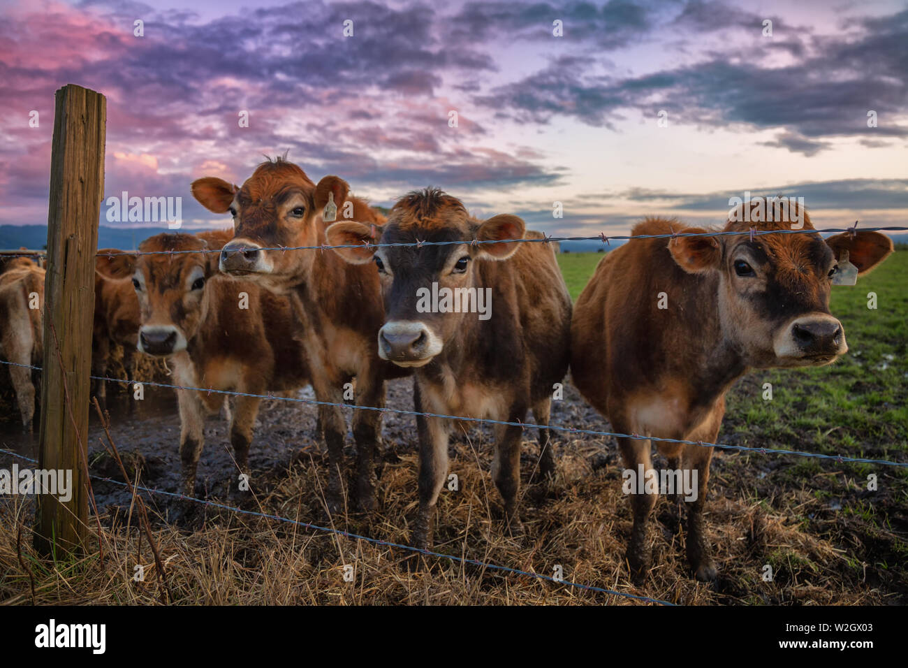 Freundliche Kühe hallo sagen bei Sonnenuntergang. Nord Kalifornien, USA. Stockfoto