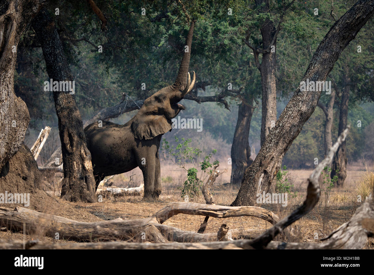 Mana Pools Nationalpark. Afrikanischer Elefant - Loxodonta africana - bis zu Akazie. Simbabwe. Stockfoto